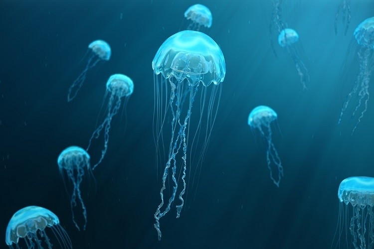 Jellyfish-A-new-sustainable-nutritious-and-oyster-like-food-for-the-Western-world_wrbm_large.jpg