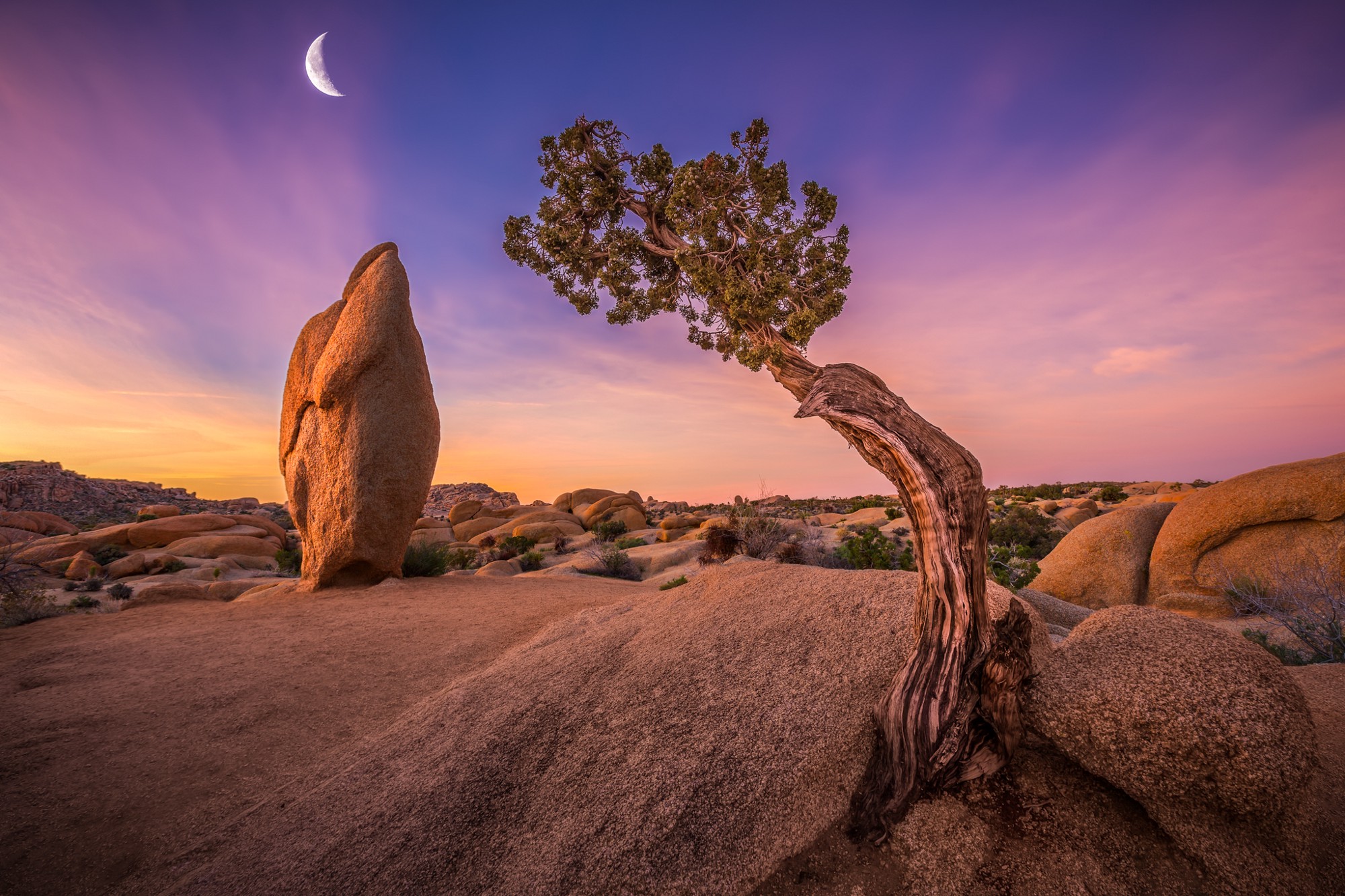 Joshua Tree.jpeg