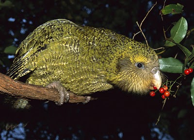 kakapo1.jpg