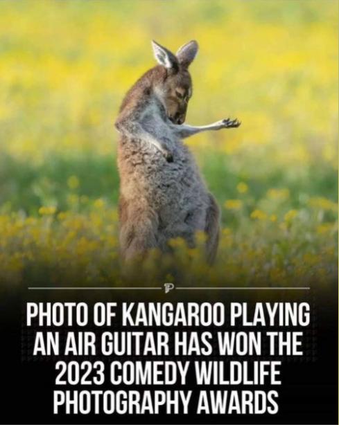 Kangaroo Air Guitar.jpg