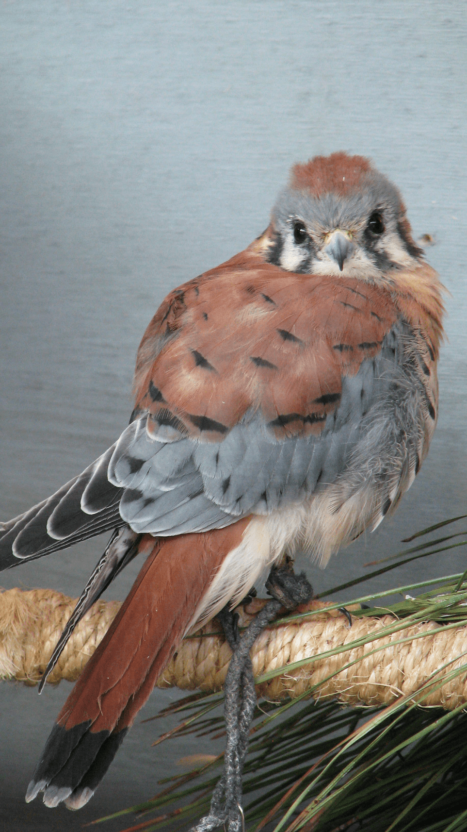 kestrel closeup_resized.png