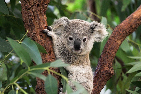 Koala Bear.jpg