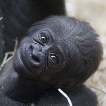 KW_10_Gorillababy_geboren_07.03.12_Bild_3.jpg