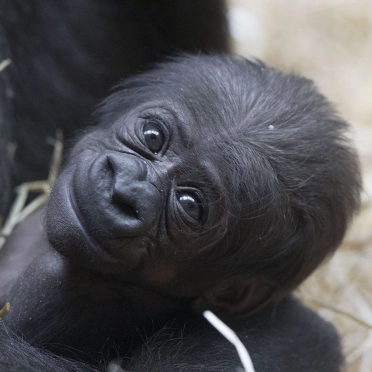 KW_10_Gorillababy_geboren_07.03.12_Bild_3.webp