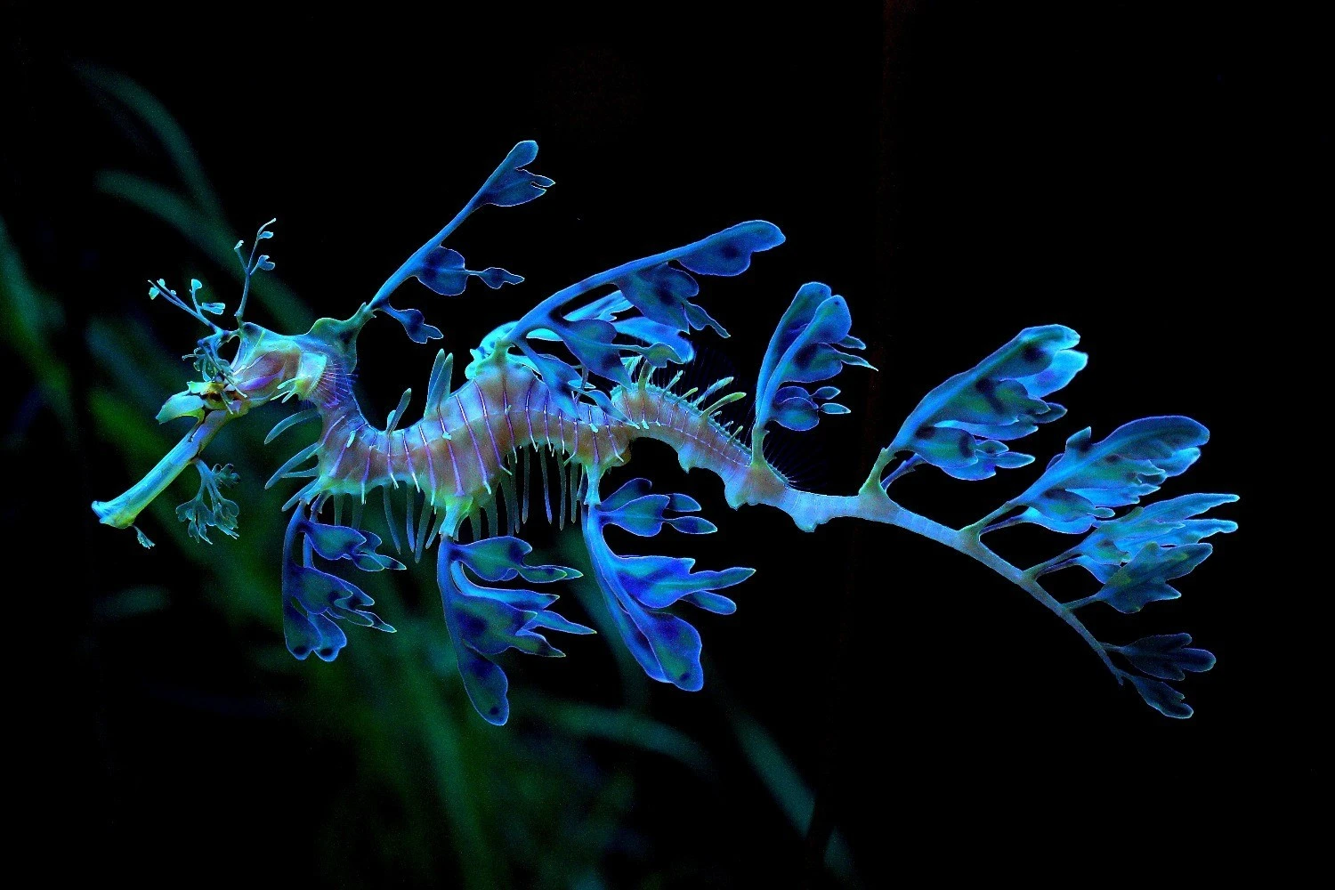 Leafy-Sea-Dragon-Photo_-NaSser-Alomairi-1500-1000.webp