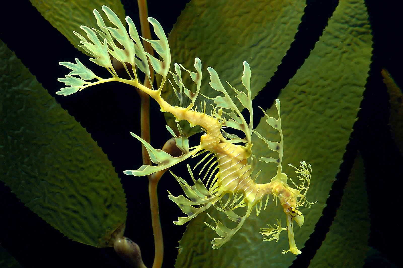 Leafy_Seadragon.jpg