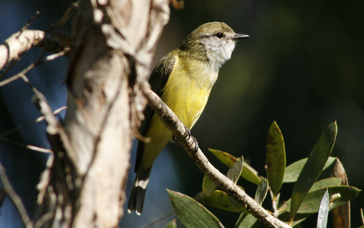 LemonBelliedFlyCatcher5.jpg