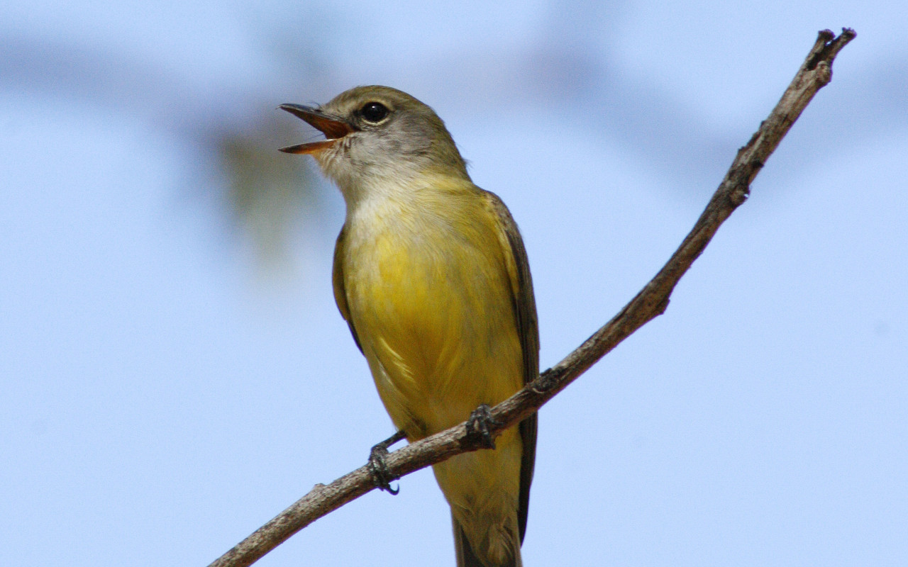 LemonBelliedFlyCatcher7.jpg