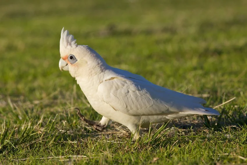 Little-Corella.webp