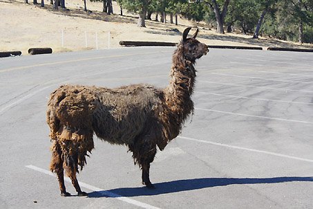 Llama.jpg