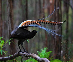 lyrebird.jpg