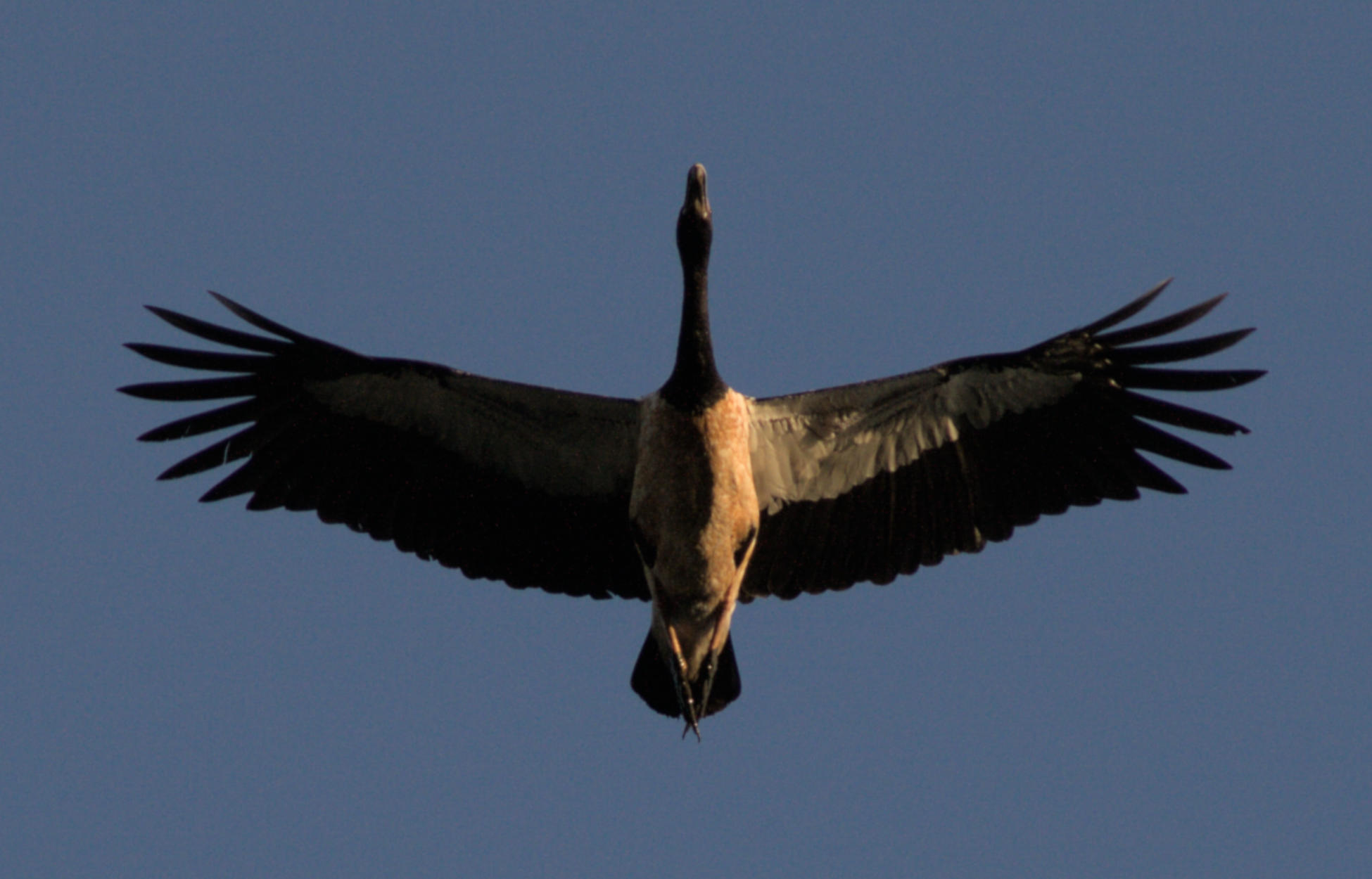 Magpie Goose.jpg