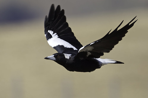 Magpie.jpg