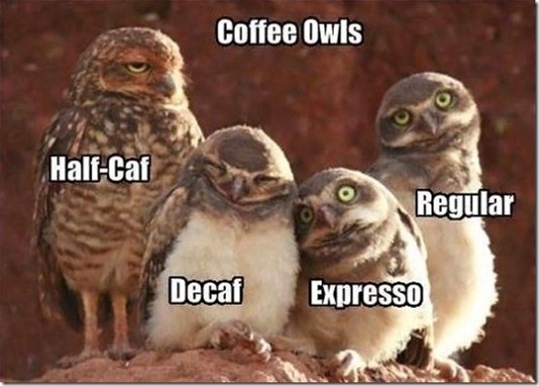 MEME-Coffee-Owls_thumb.jpg