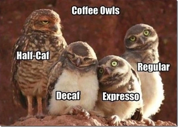 MEME-Coffee-Owls_thumb.webp