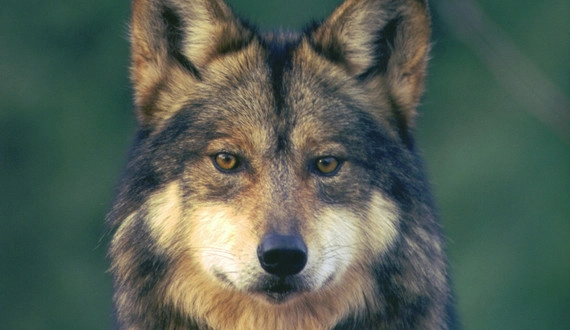 MexicanGrayWolf_RobinSilver.webp