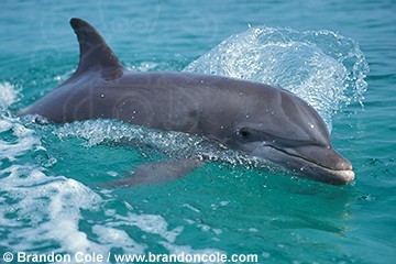 my849-bottlenose_dolphin_brandon_cole.jpg