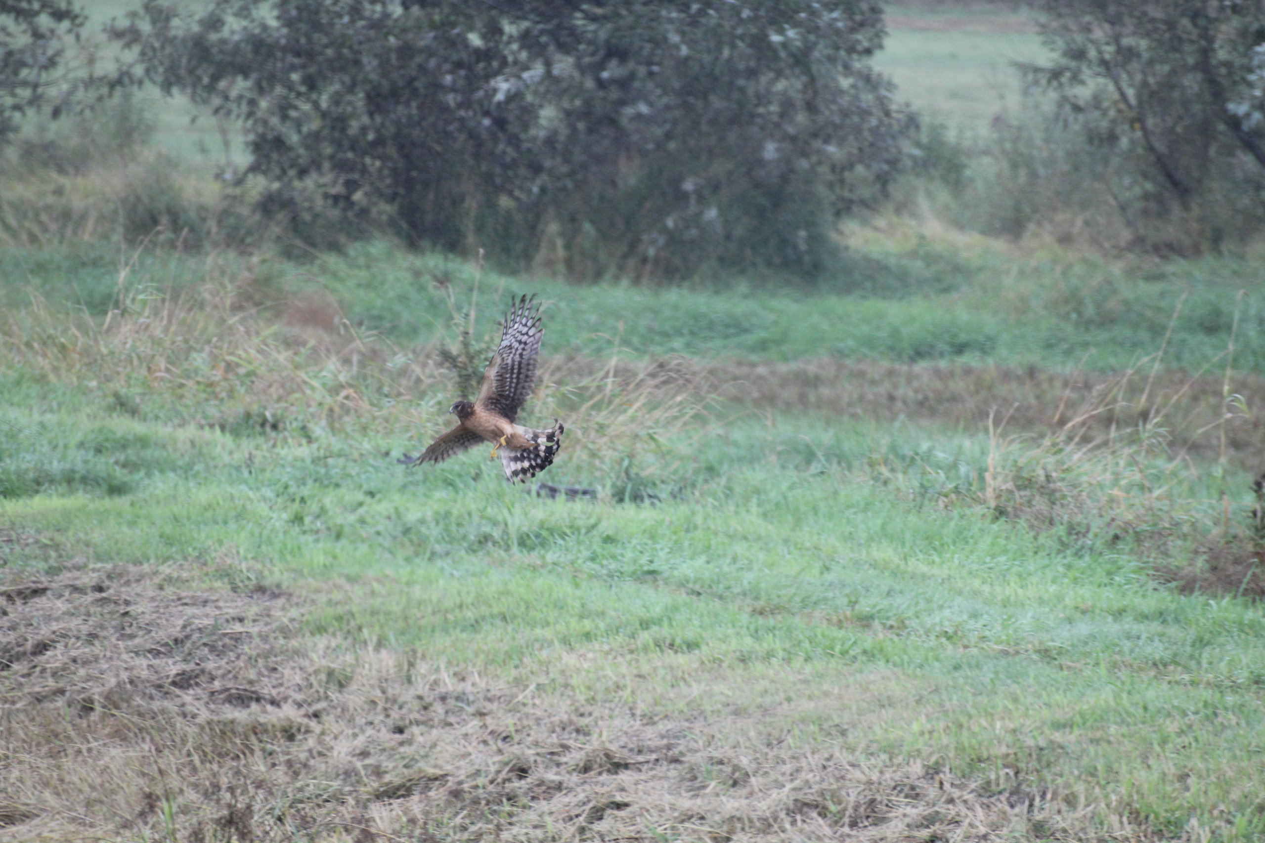 NorthernHarrierTakeoff.JPG