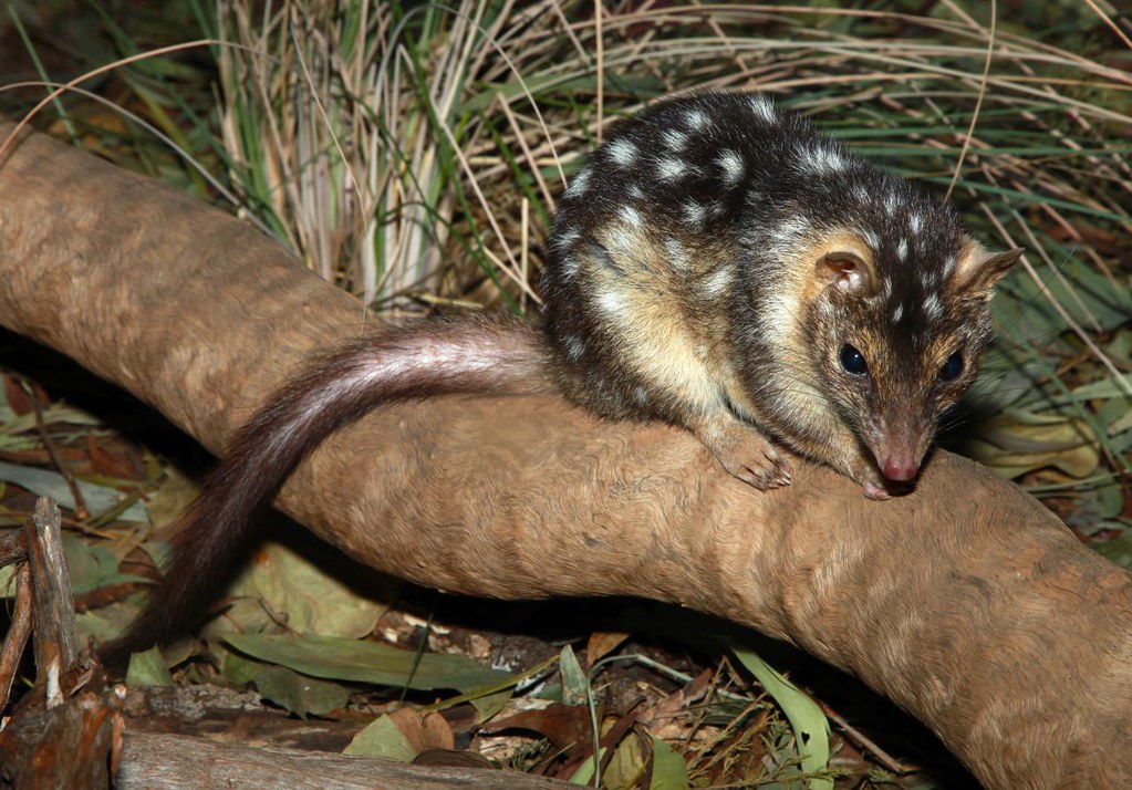 NorthernQuoll.jpg