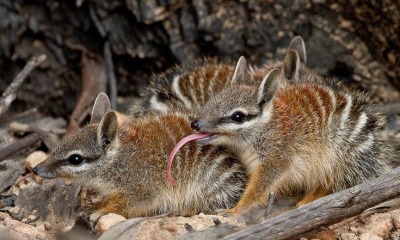 Numbat.jpg