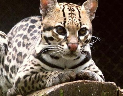 Ocelot Unique 01.jpg