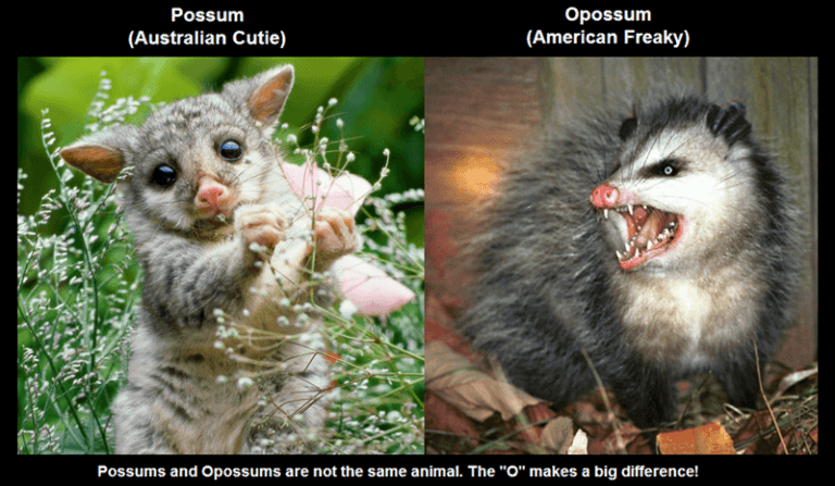 Opossum-and-Possum-768x447.png