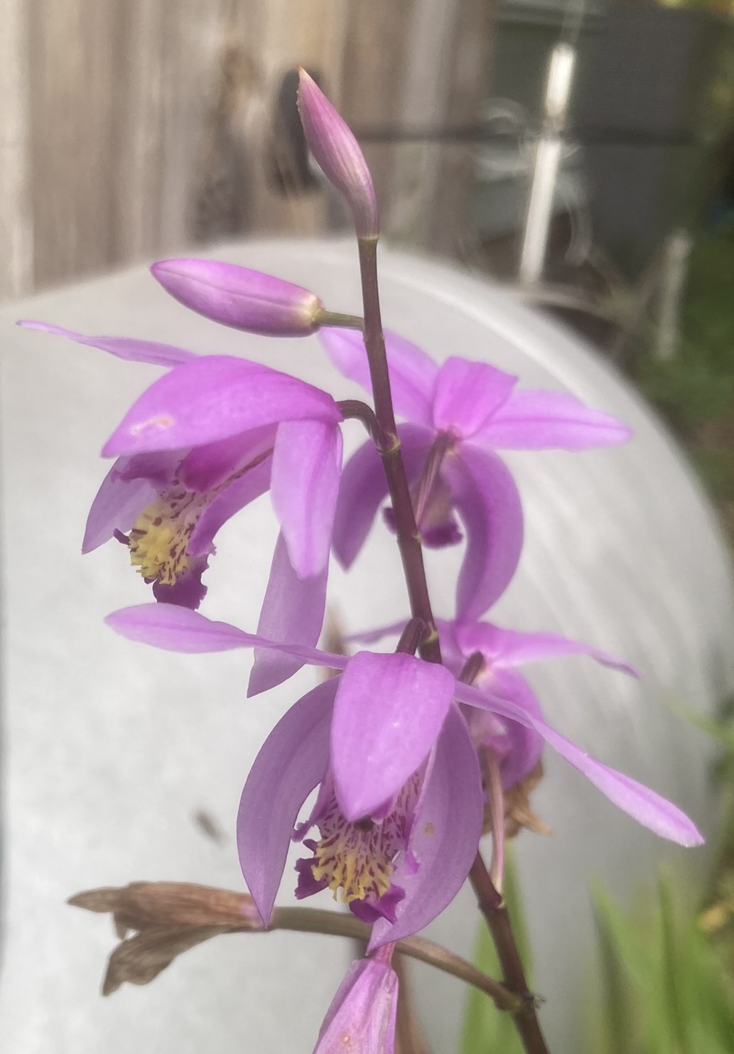 orchid.jpeg