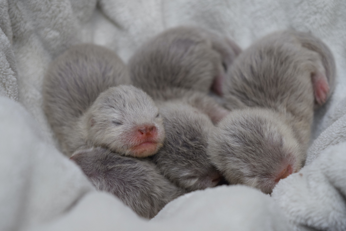 OtterPups6.jpg