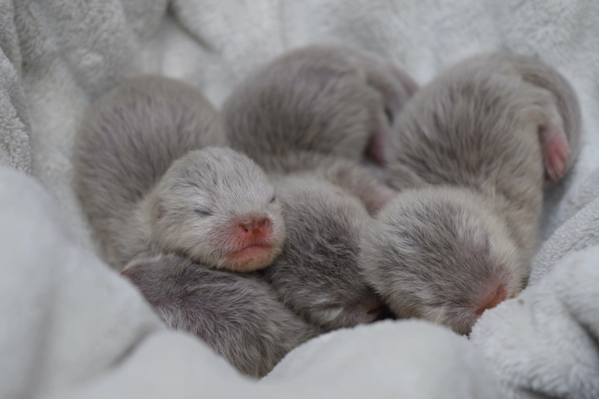 OtterPups6.webp