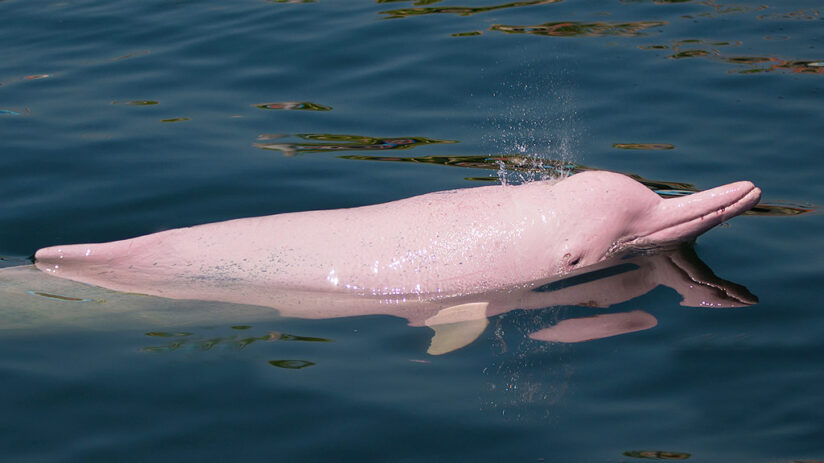 pink-river-dolphin-824x463.jpg