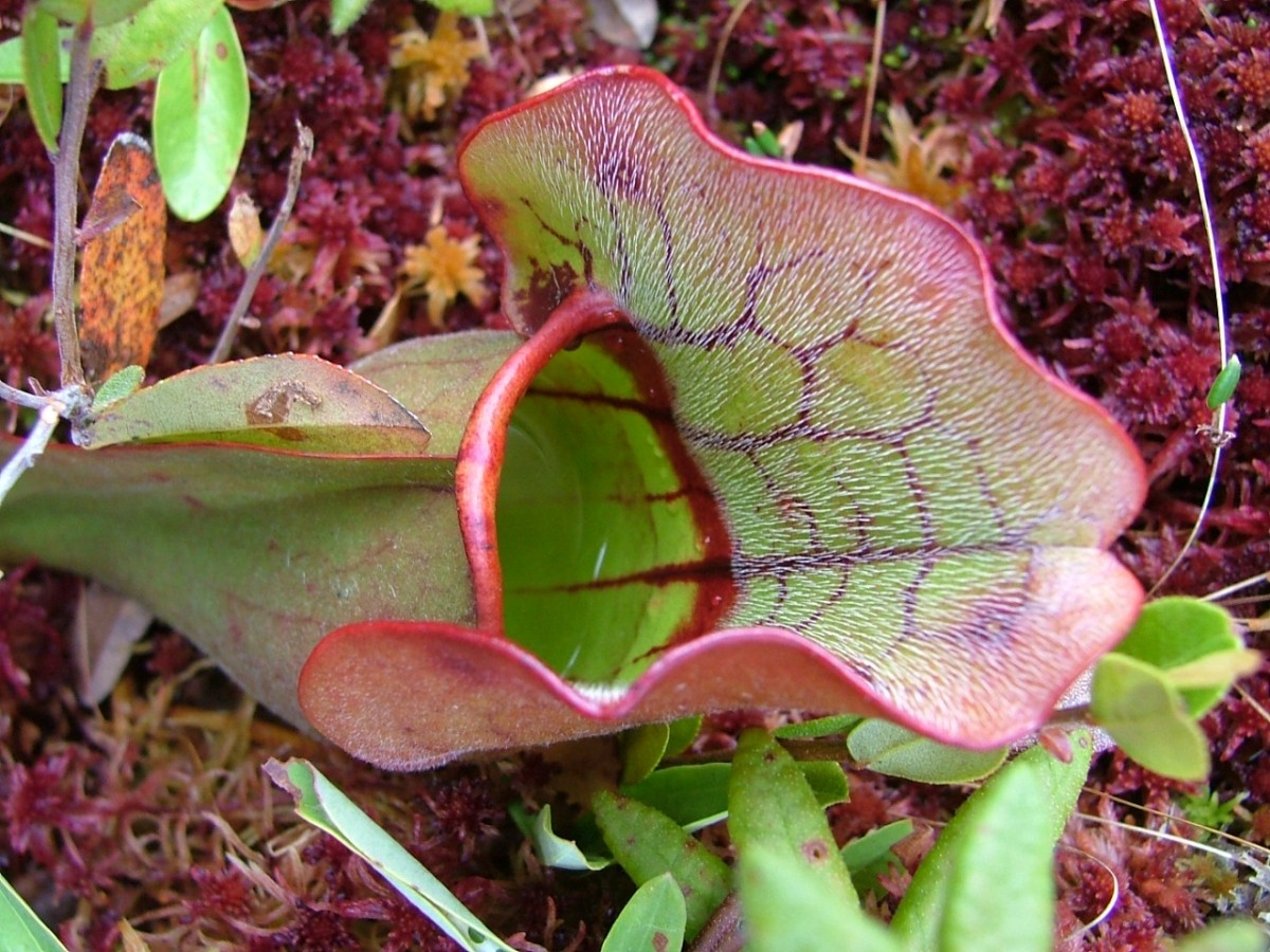 pitcher plant - RL.JPG