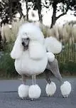 poodle.webp