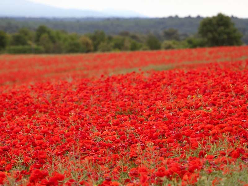 poppies.jpg