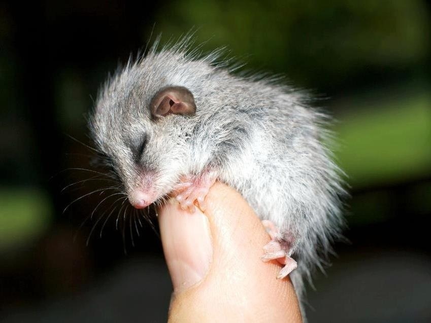 possum.jpg