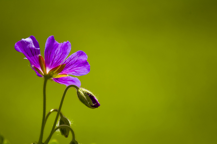 Purple and green.jpg