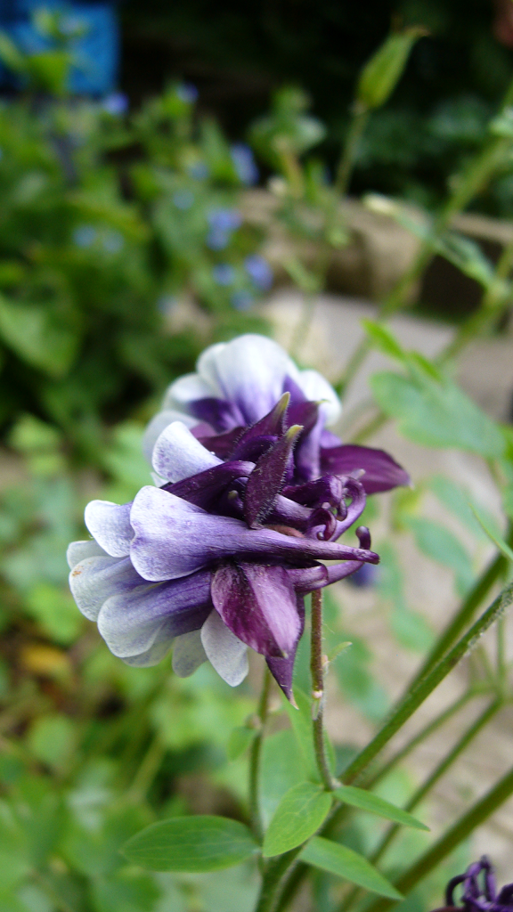 purple flower.png