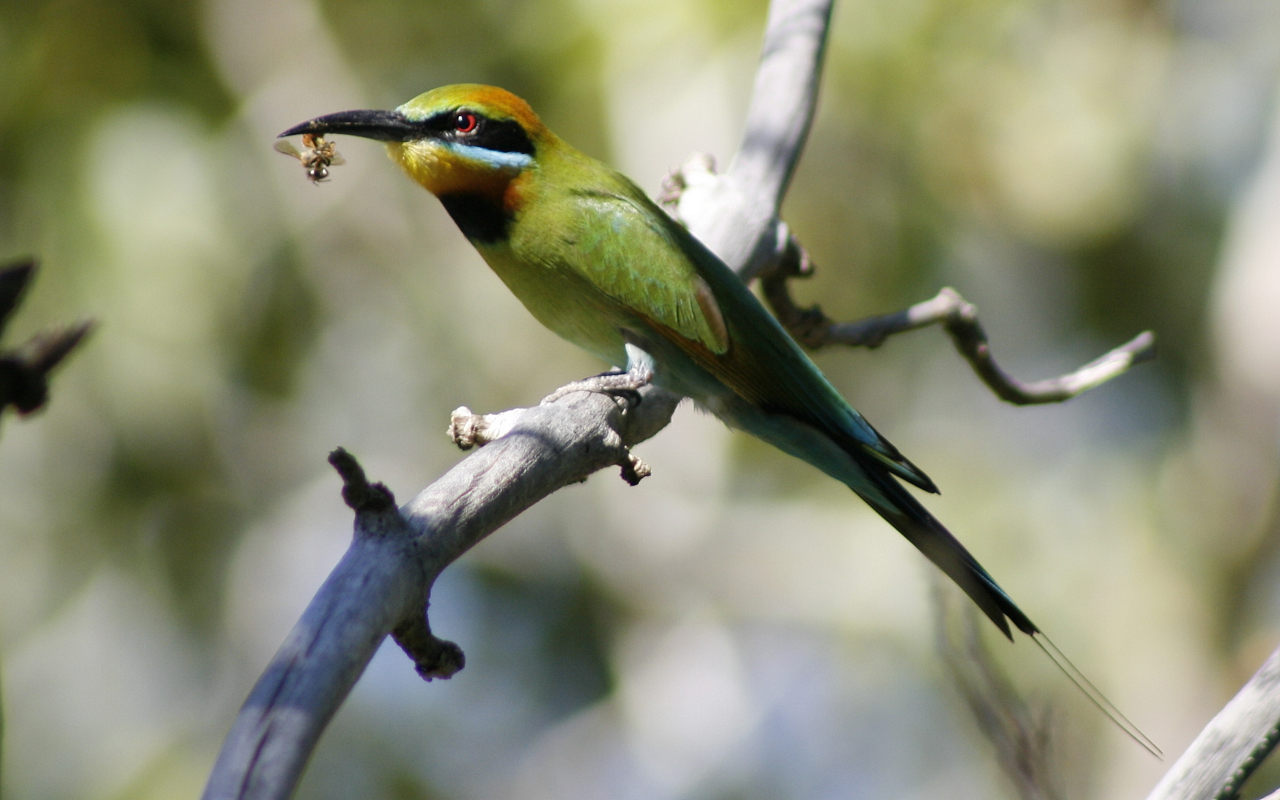 RainbowBeeEater2.jpg