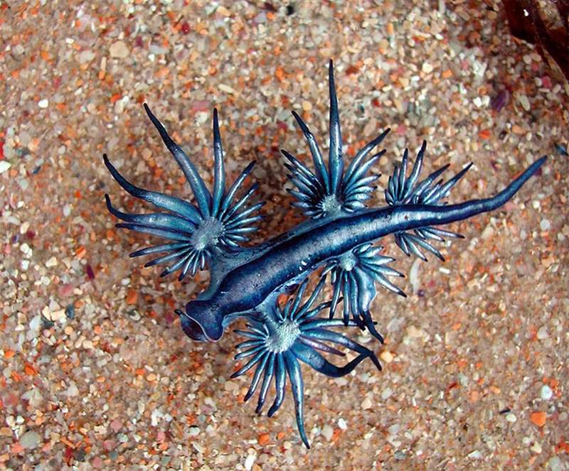 Rare-Blue-Dragon-spotted-in-Australia-3.jpg