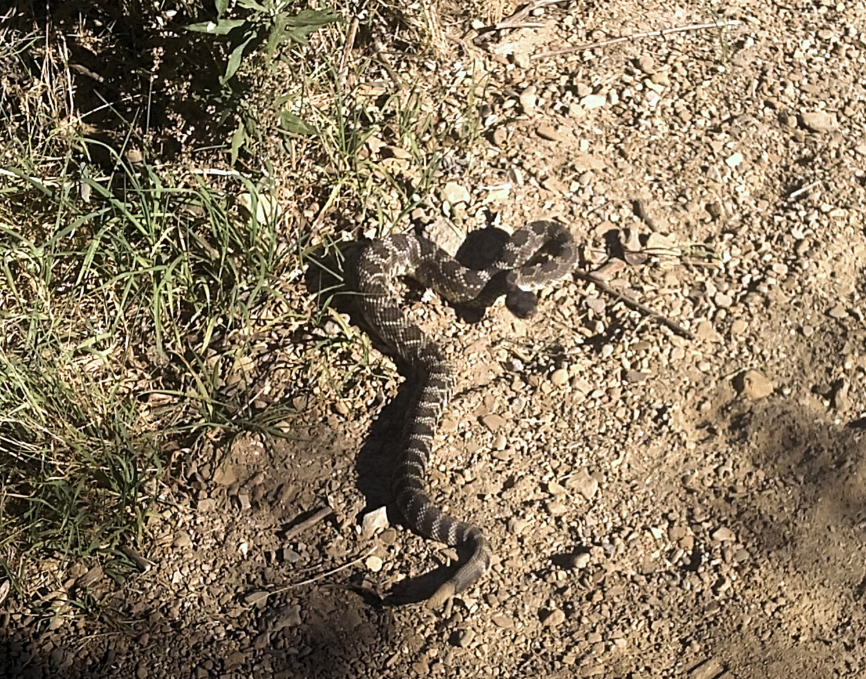 Rattlesnake.JPG