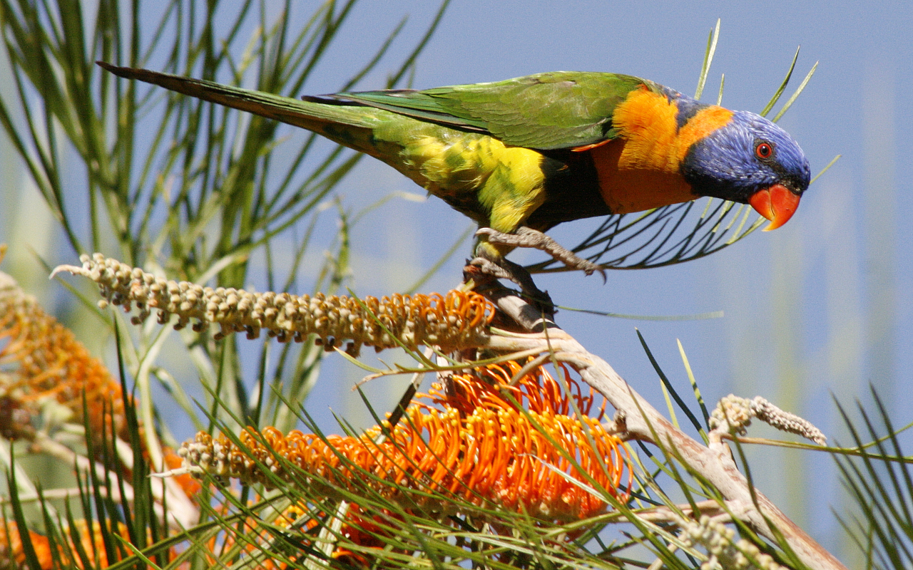 RedCollaredLorikeet.jpg