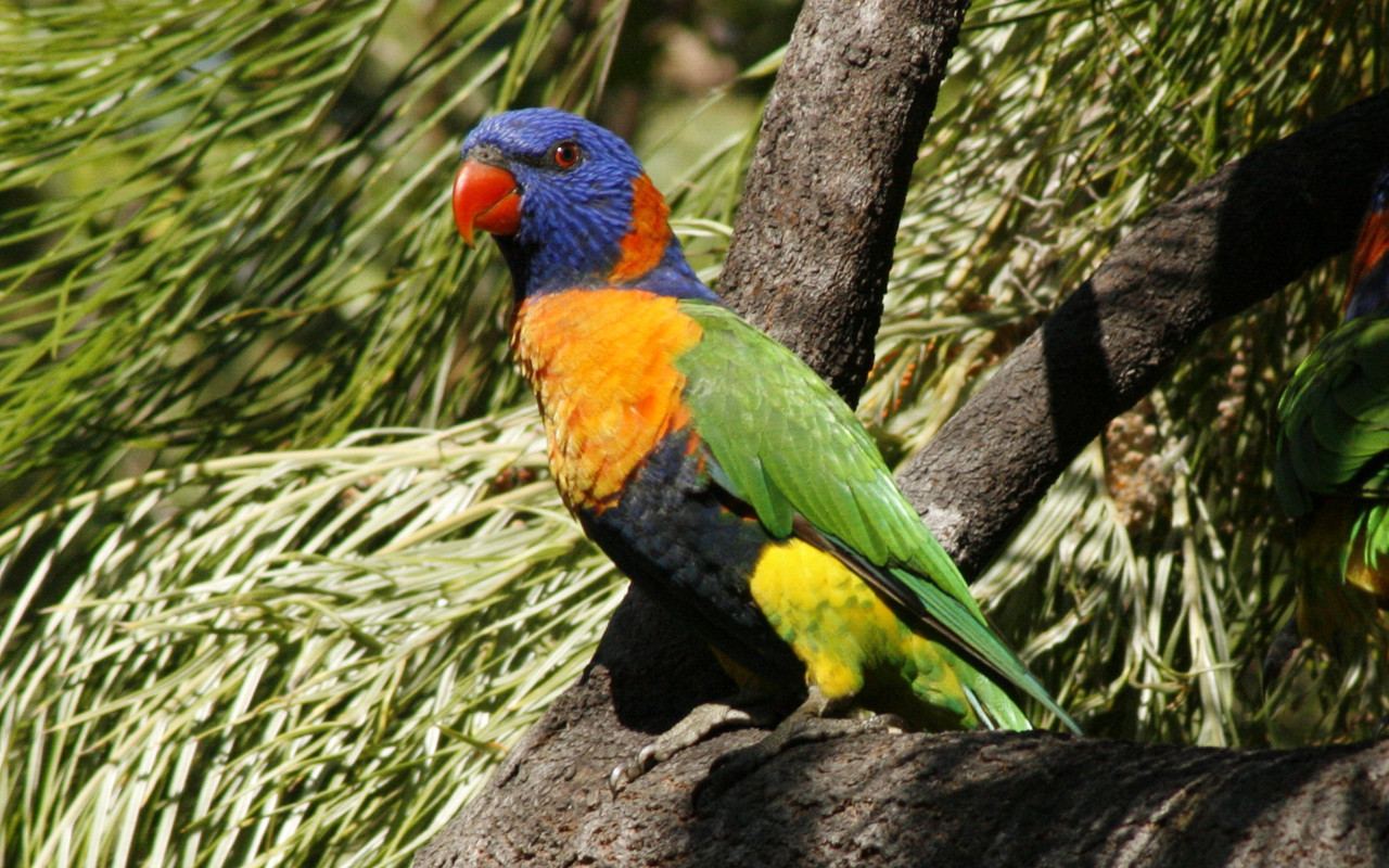 RedCollaredLorikeet3.jpg