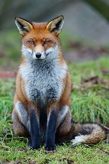 redfox.webp