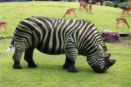 Rhino-With-Zebra-Stripes-Funny-Picture.jpg