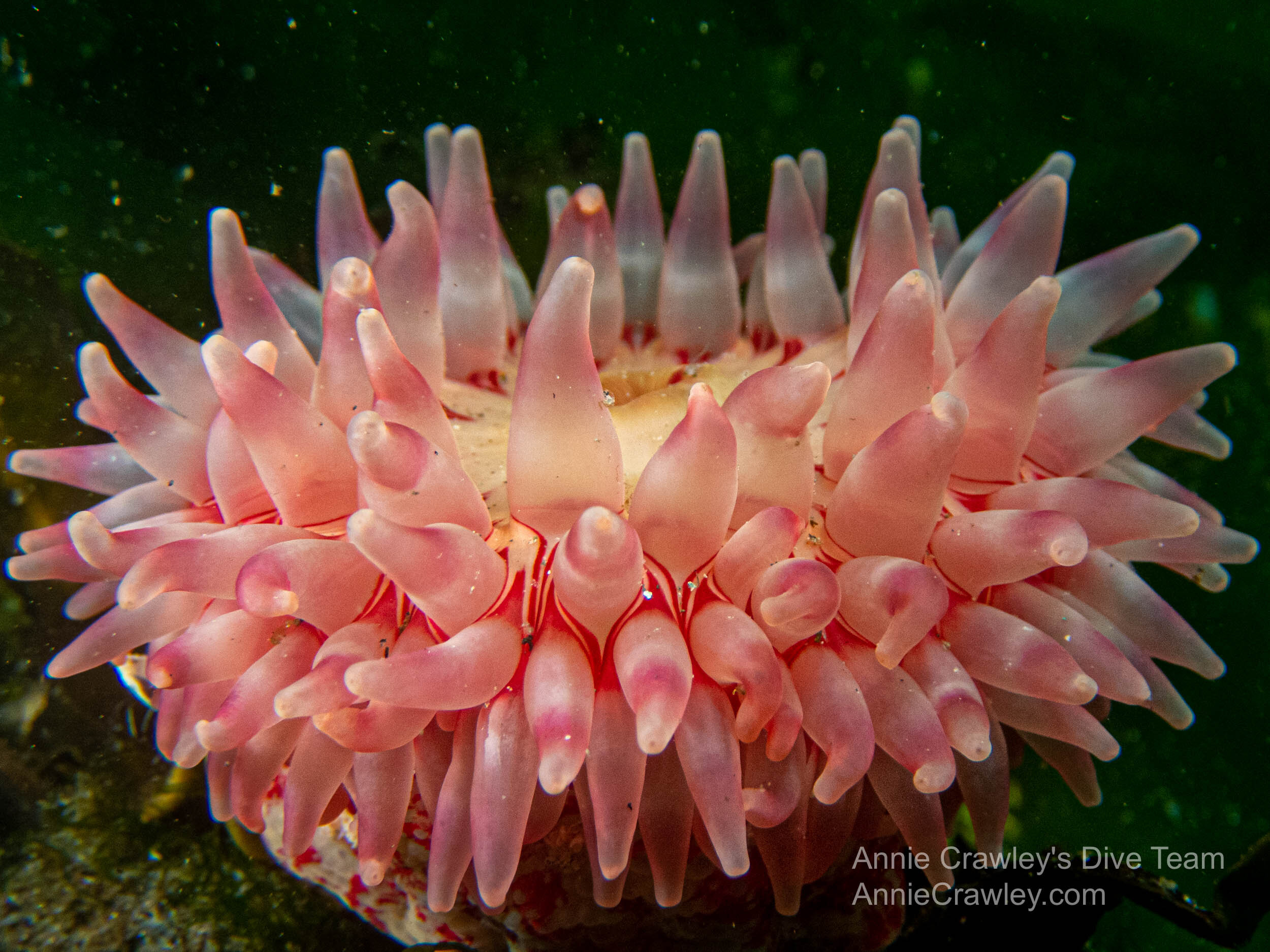 Santiago-Ramirez-painted-anemone-ID-wm.jpg