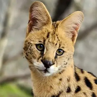 Serval.webp