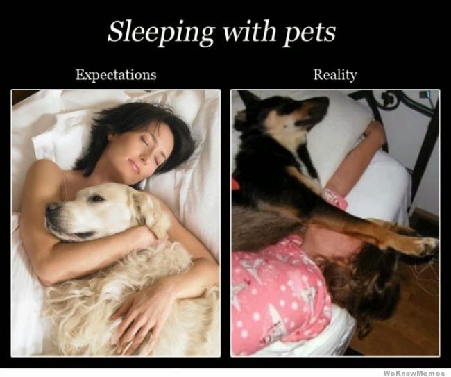 sleeping-with-pets-expectations-vs-reality.jpg