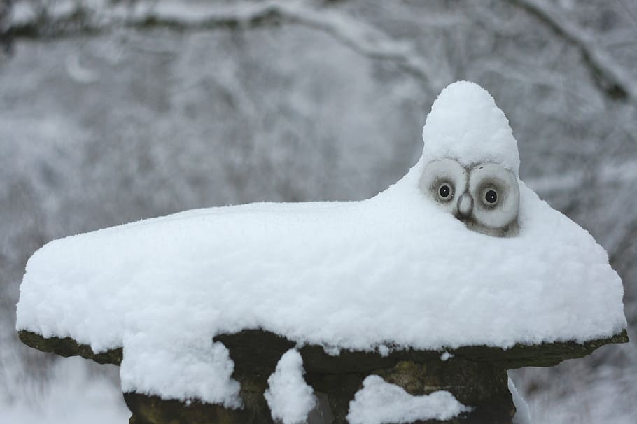 snow-owl-winter-snowy-owl.jpg