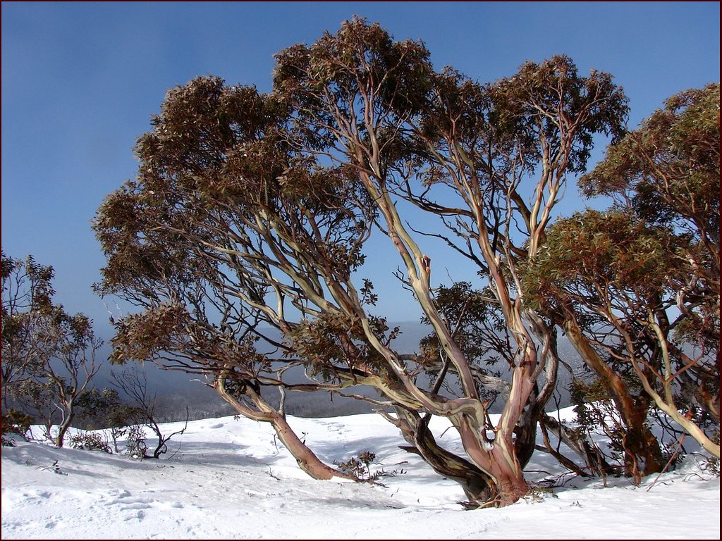 Snowgum.jpg