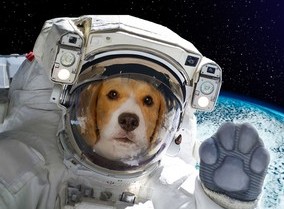 spacedog.jpg