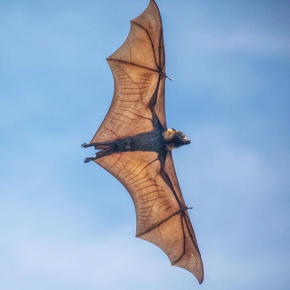 Spectacled Flying Fox.jpg